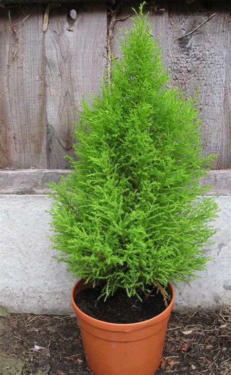 Lemon cypress plant. Things To Know About Lemon cypress plant. 